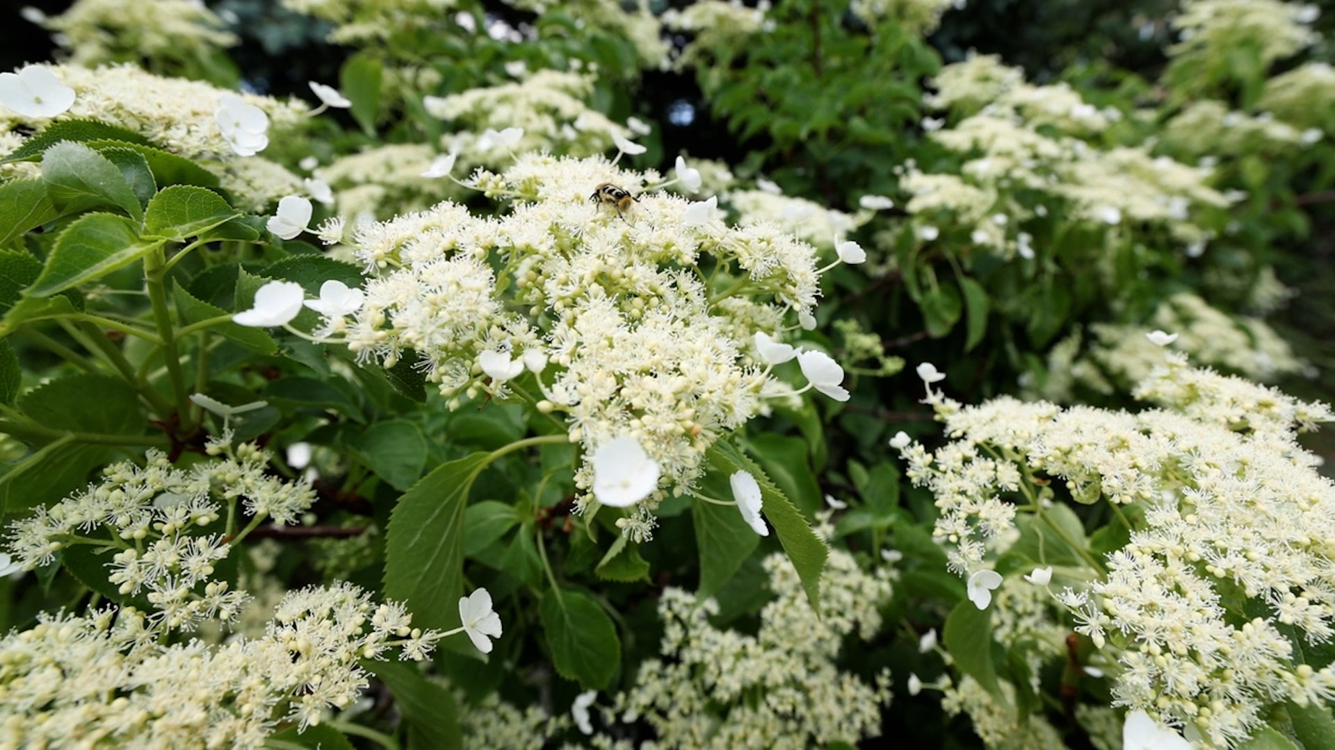 Five Invasive Plants To Keep Out Of Your Garden