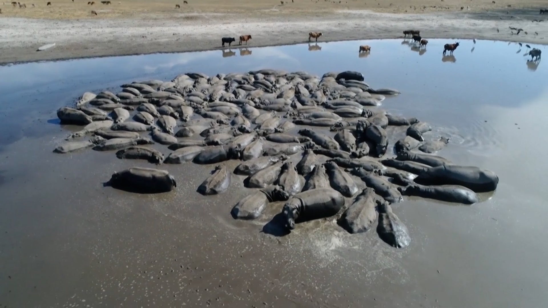 Hippos Huddle In Drying Mud; Region In &lsquo;Humanitarian Crisis&rsquo;