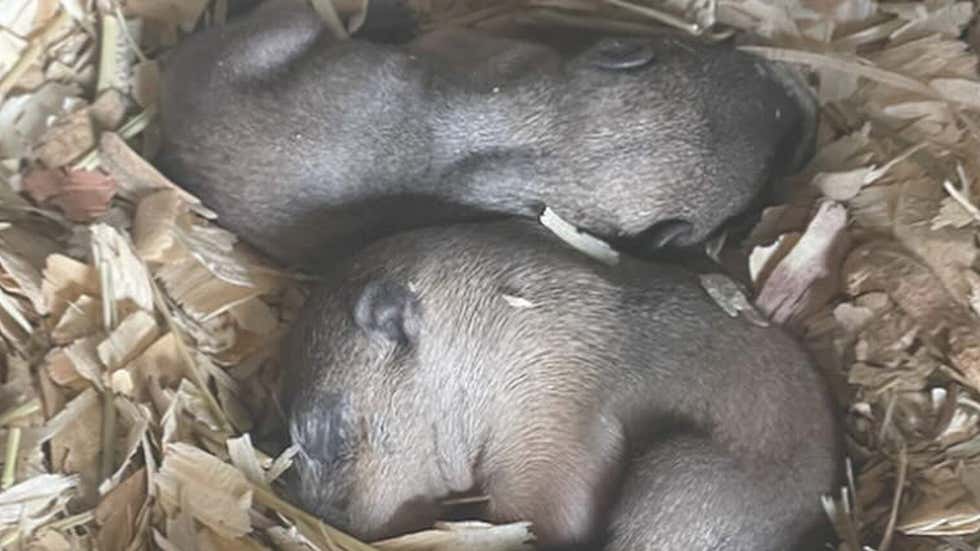 Mysterious Golden Orb Found On Ocean Floor Near Alaska - Videos from ...