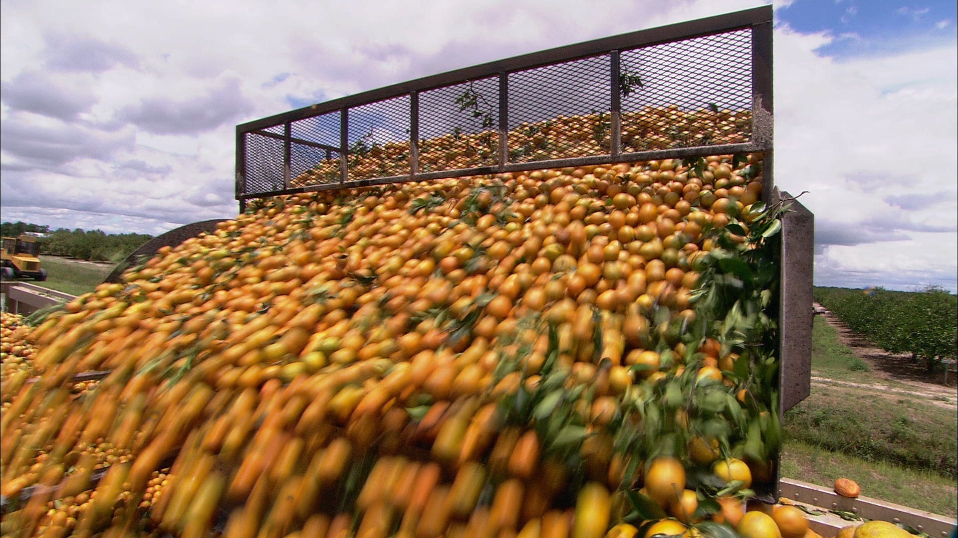 Disease, Climate And Storms Are Destroying Florida Oranges