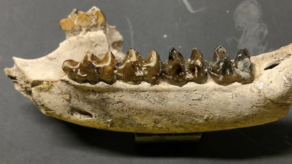 Utility Worker Stumbles on Major Fossil Find