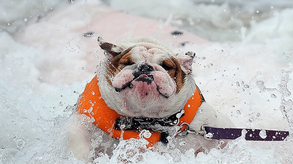 Surf's Up! Dogs Hit the Waves (PHOTOS)