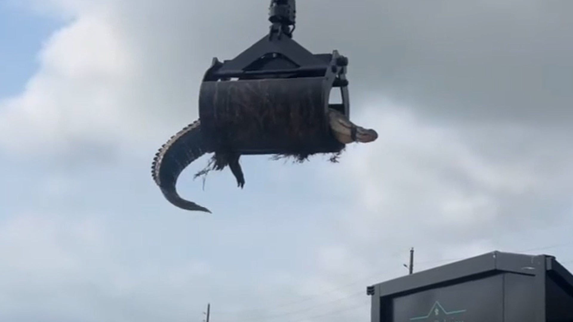 Rare ‘Blonde’ Moose Photographed Videos from The Weather Channel