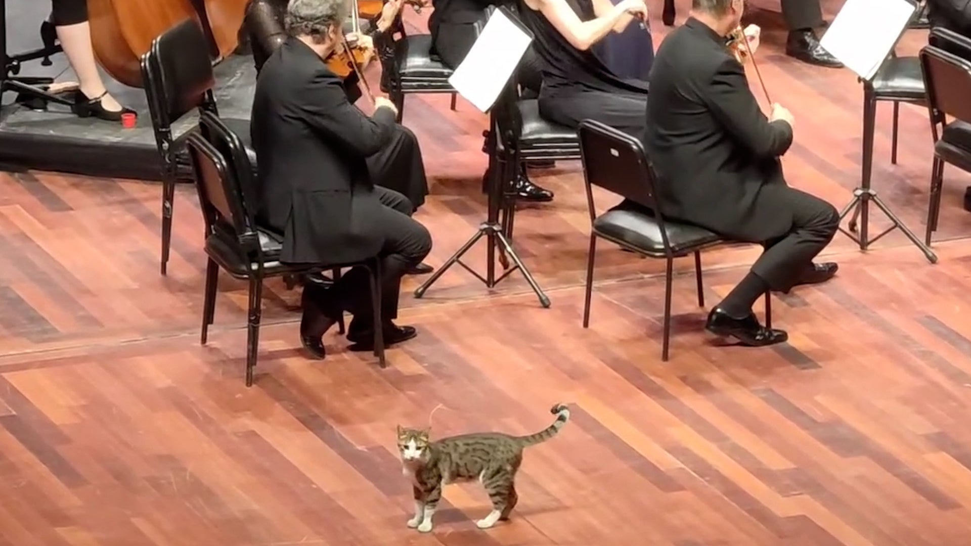 Feline Soloist Takes The Stage During Beethoven Symphony