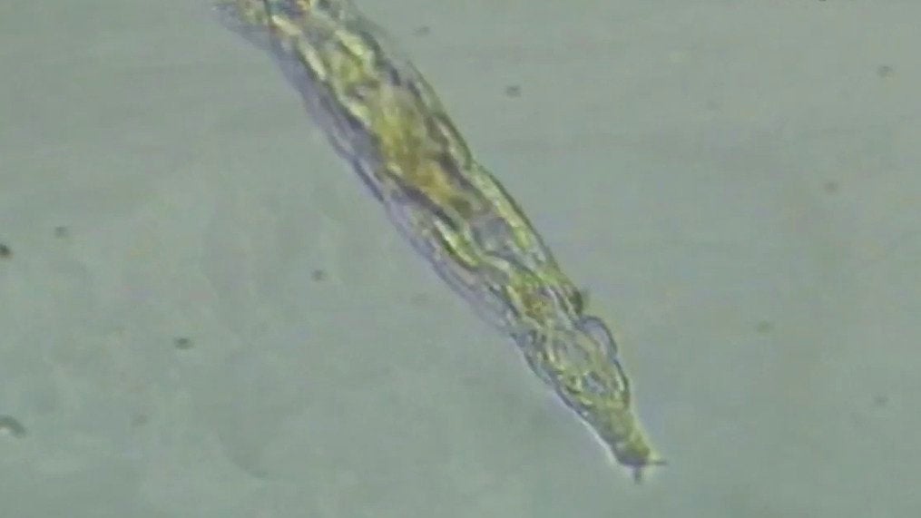 Tiny Invertebrates Reanimate After 24,000 Years Frozen in Permafrost