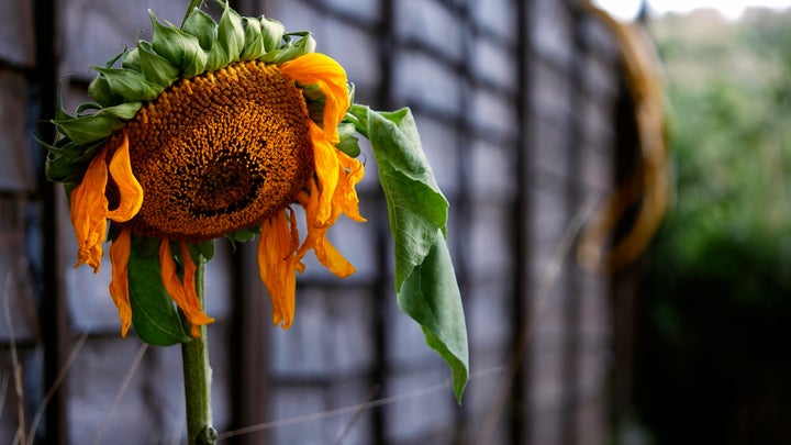 Here&rsquo;s How To Protect Your Garden During A Heat Wave