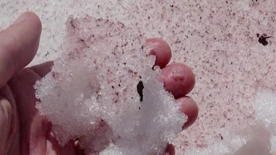 'Snow Blood' Is Melting Glaciers at a Faster Rate Videos from The