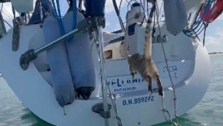 Tora The Explorer Is An &lsquo;Adventure Kitten&rsquo; Who Loves To Swim