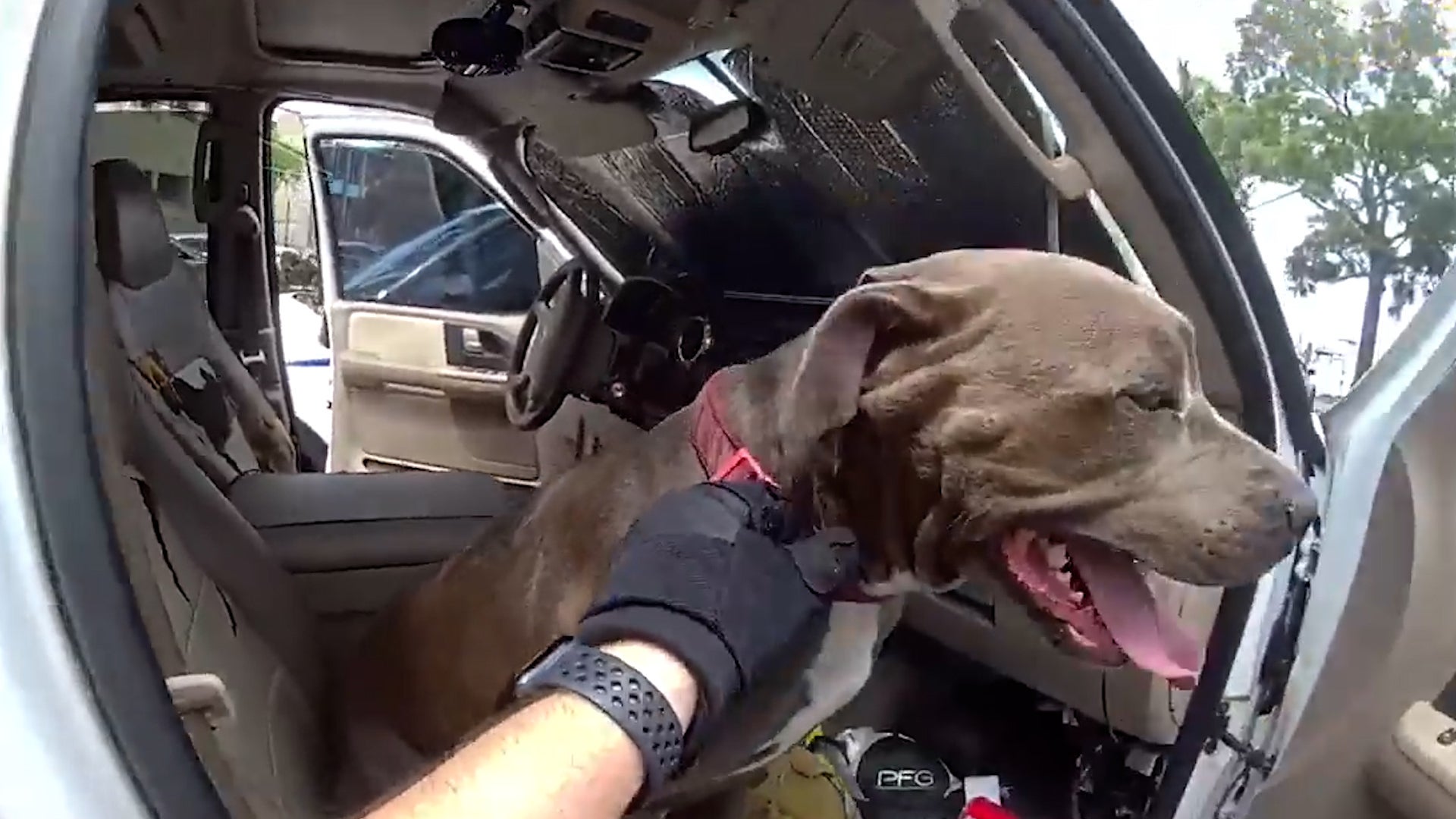 Police Smash Car Window To Rescue Dog From Heat