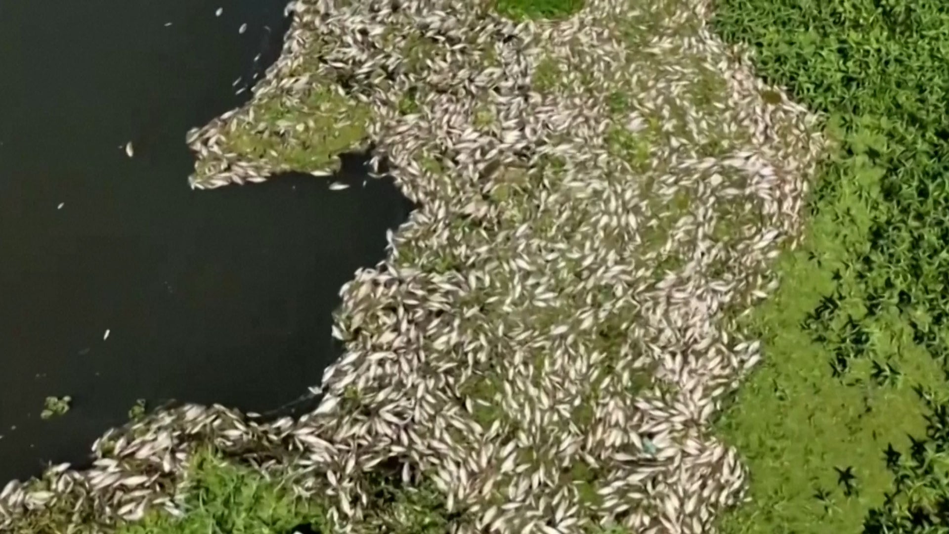 Thousands Of Fish Found Mysteriously Dead On Brazil River