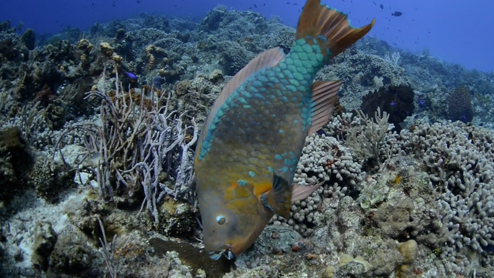 A Bite Too Far: Are Parrotfish Making Coral Bleaching Worse?