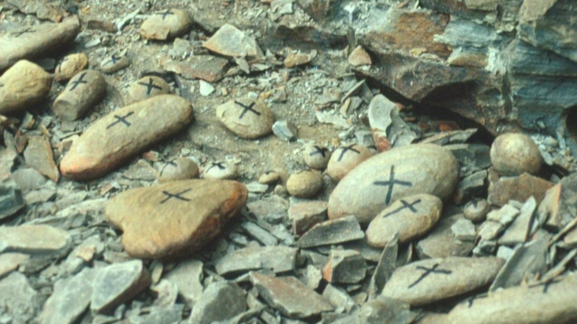 Illinois Ancient Swamps Reveal A Lost Tropical World