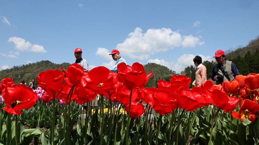 Breathtaking Rainbow Tulip Fields (PHOTOS)