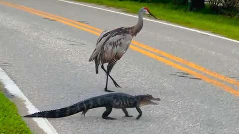 Cranes Escort Baby Alligator - Videos from The Weather Channel Cranes Escort Baby Alligator - Videos from The Weather Channel