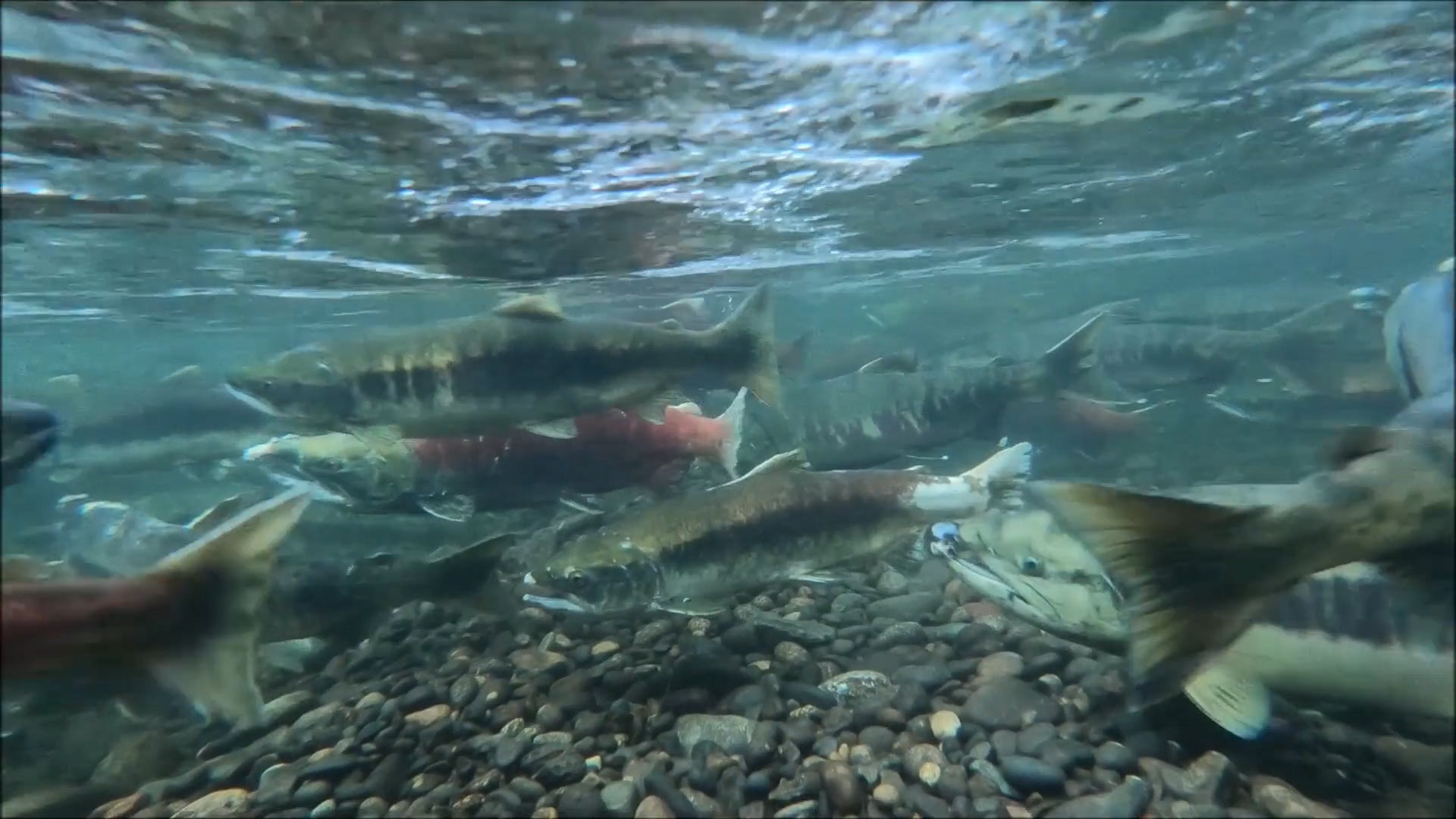 Wild Atlantic Salmon On Rebound, Conservation Effective Videos from