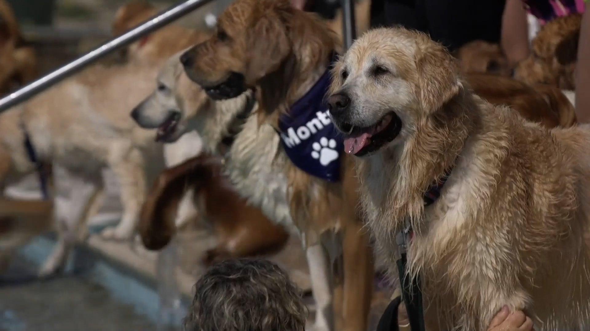 150 Golden Retrievers Make A Splash To Beat The Heat