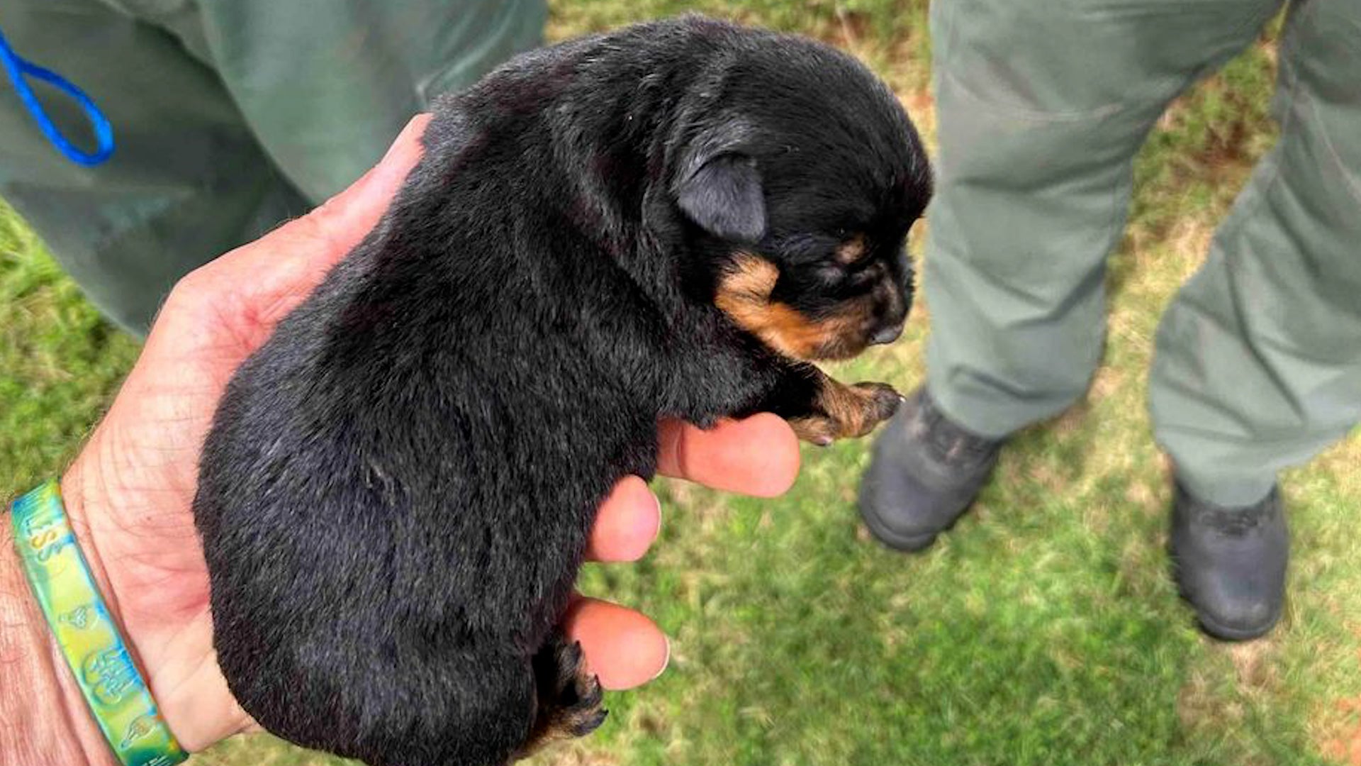 Georgia Puppies Rescued From Storm Drain After Heavy Rain