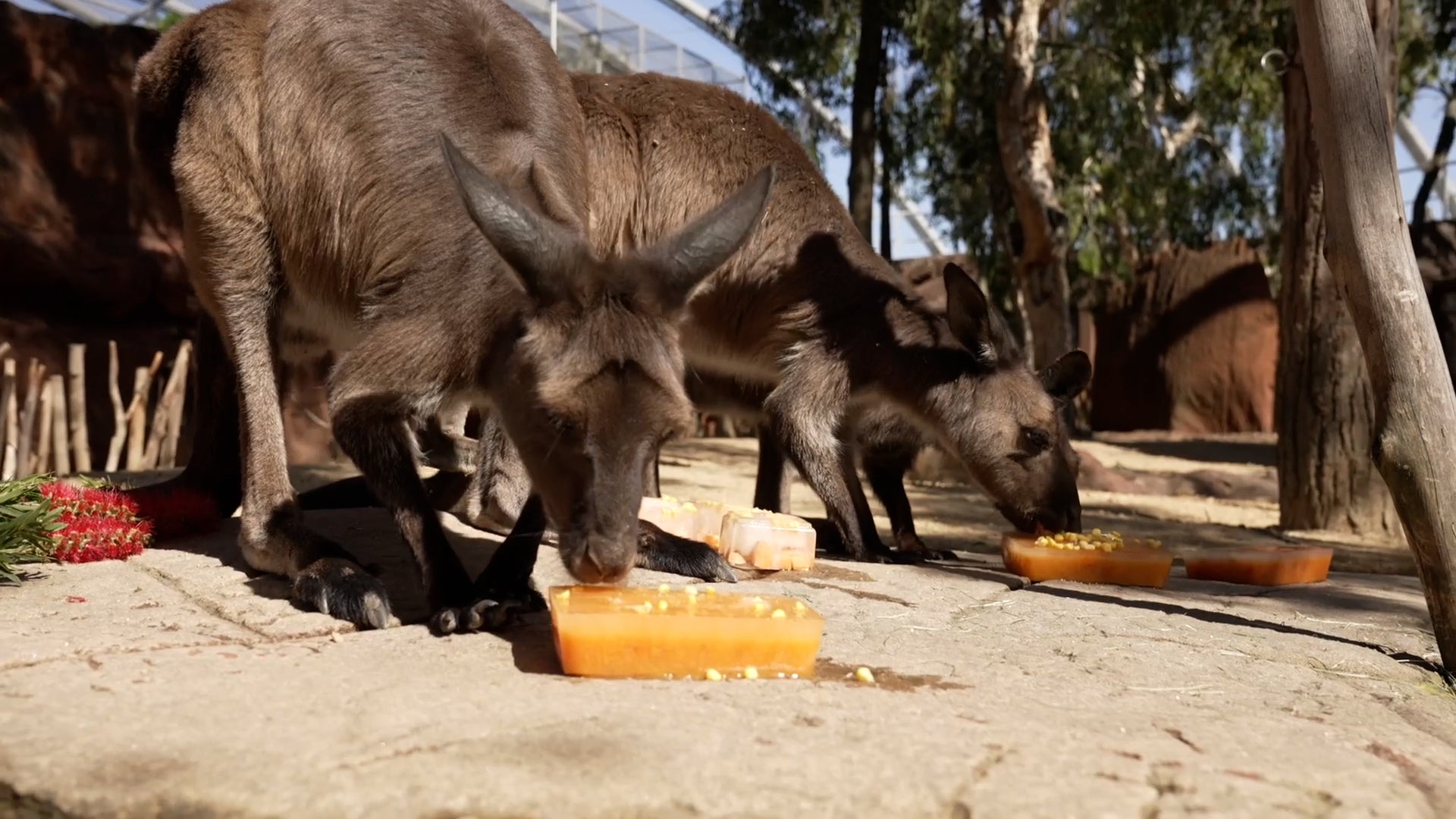 Sydney Zoo Animals Cooling Off With Showers, Treats