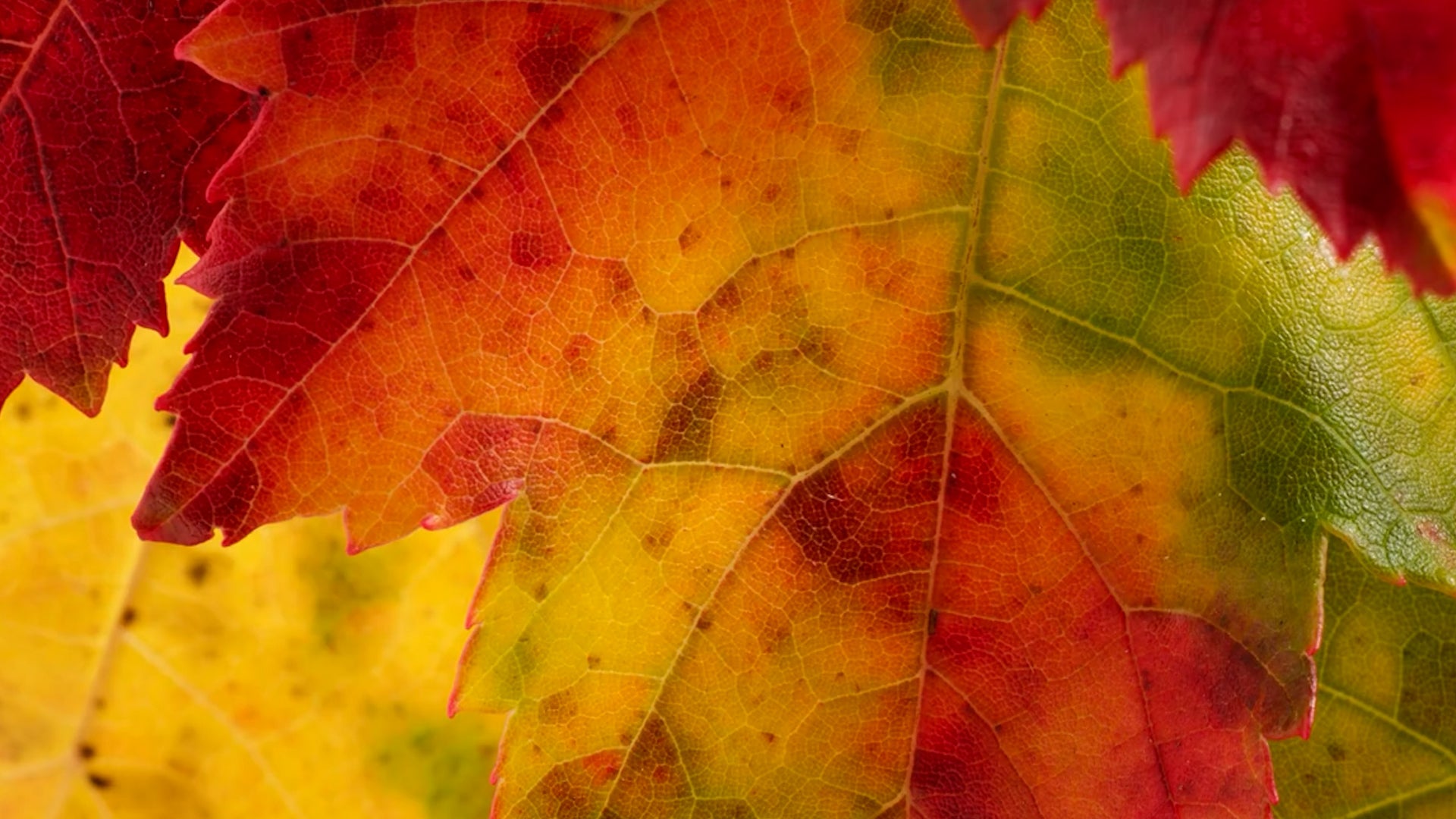 The Best National Parks For Fall Leaves