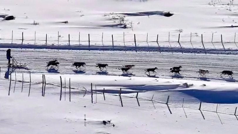 Sled Dogs Dash Through the Snow in Style