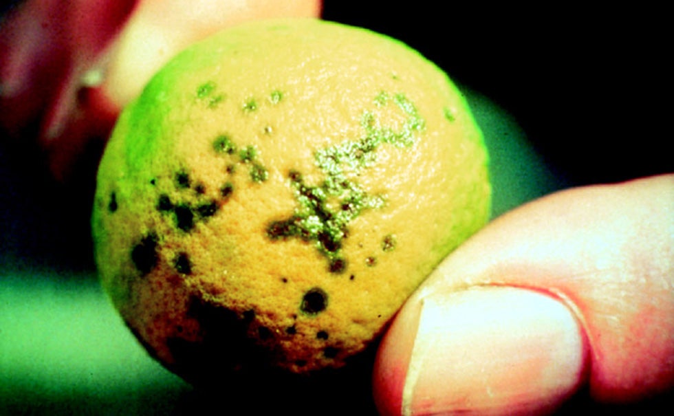 Disease Turning Florida Oranges Green, Killing Trees | The Weather Channel