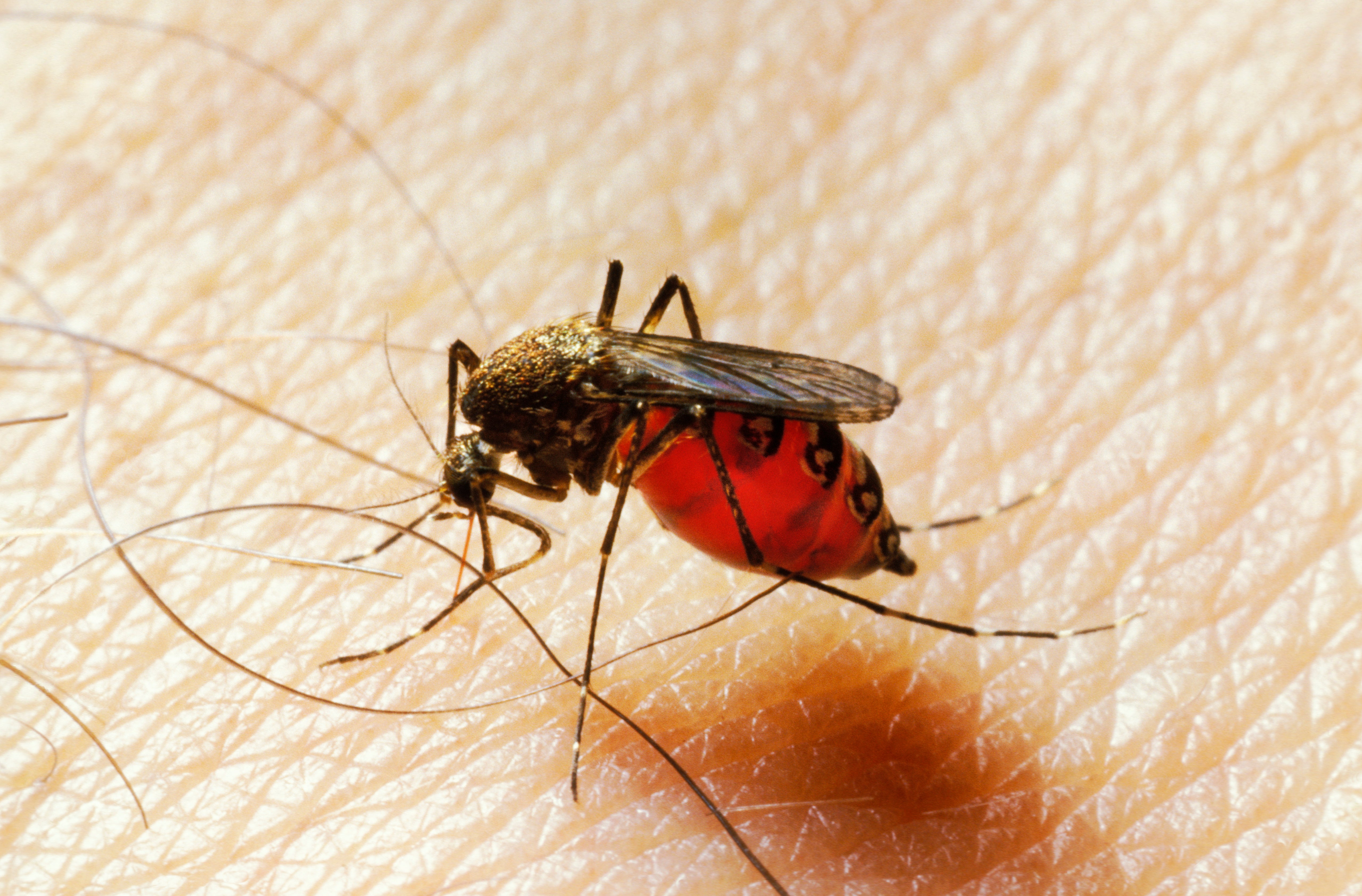 Mosquito-Borne Virus Spreading Quickly in Caribbean at Height of Tourist Season