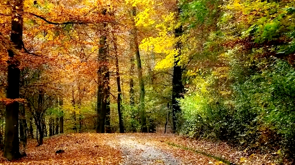 1004FallFoliage.png
