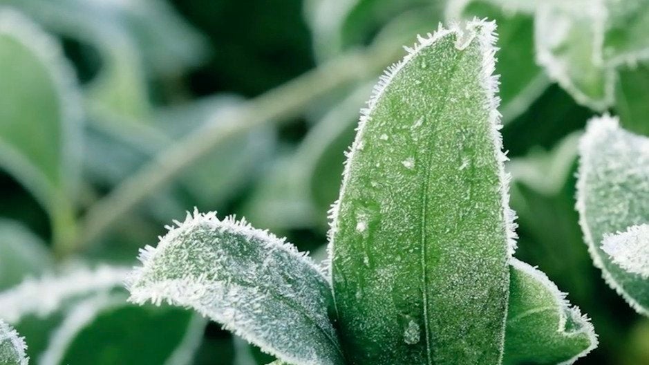 Gardeners: What You Need To Know About Frosts And Freezes