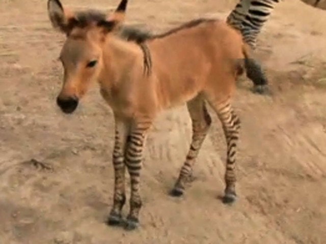 Rare Zonkey Born at Mexico Zoo (VIDEO) | The Weather Channel
