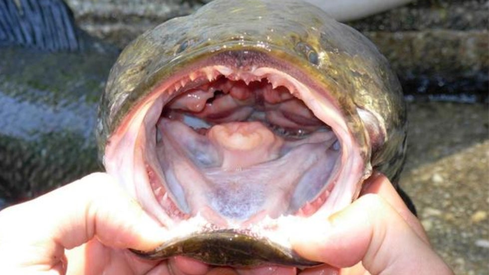 Bizarre Fish That Can Breathe Air, Survive on Land Found in GA The