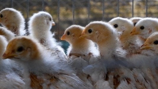 Two U.S. Poultry Flocks Infected With Bird Flu