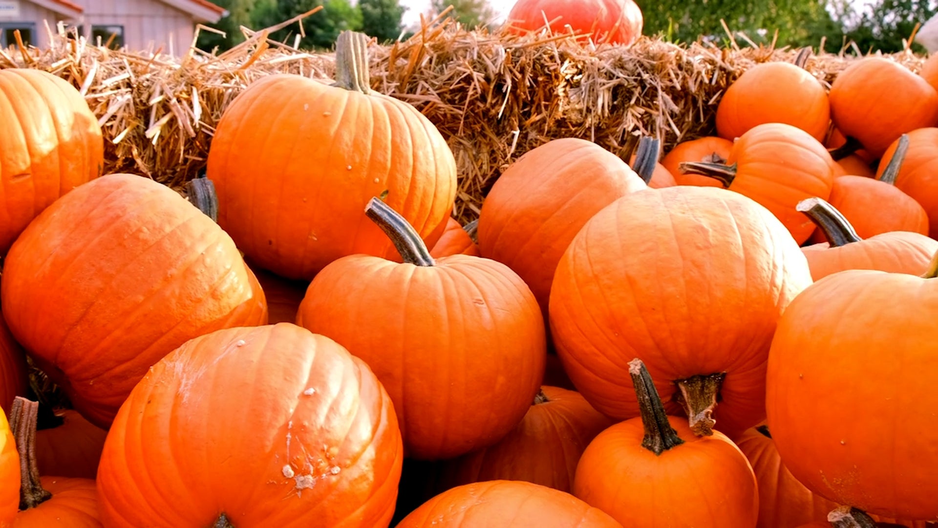When Should You Put Out Pumpkins For Decoration?