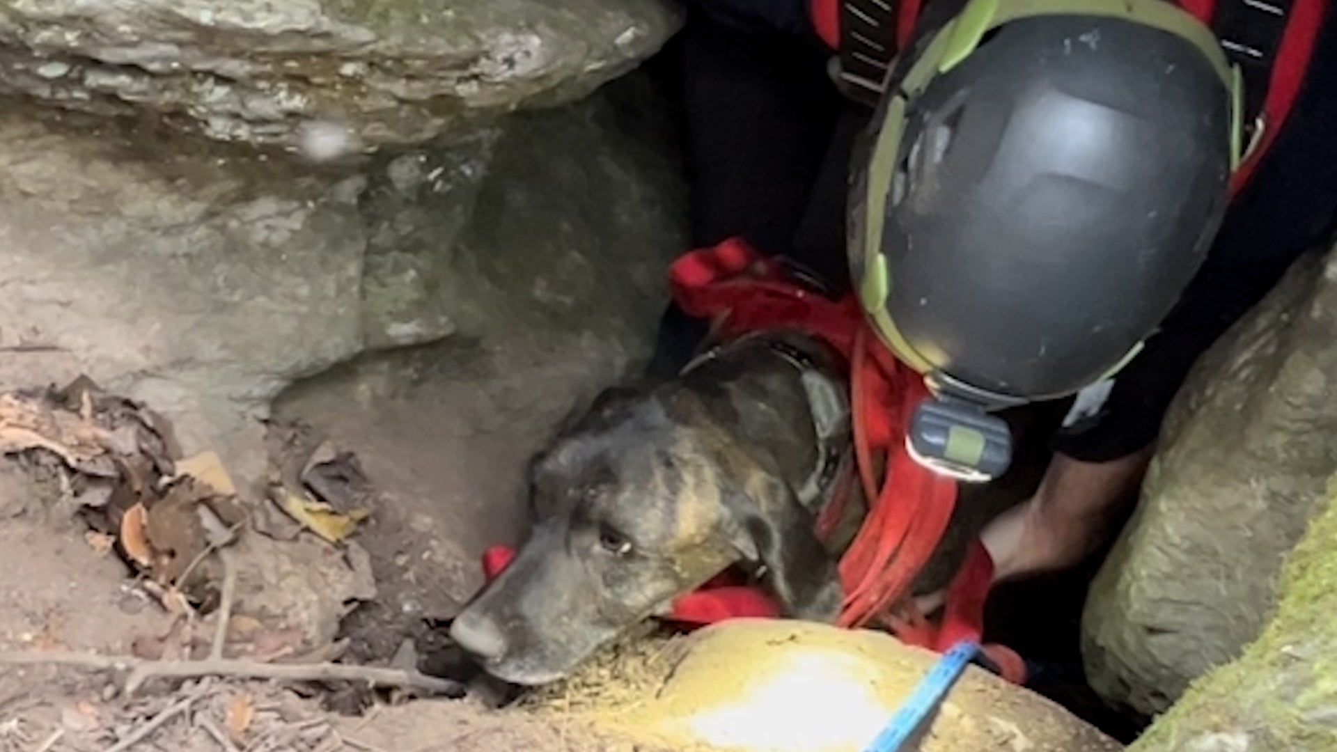 Dog Trapped In Deep Cave For Days Reunited With Owner