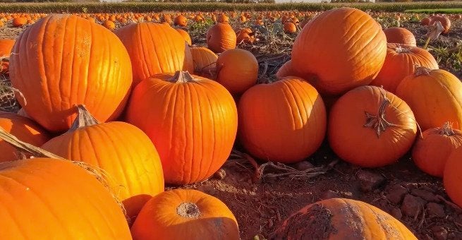 Add Pumpkin To Your Skin Care Routine