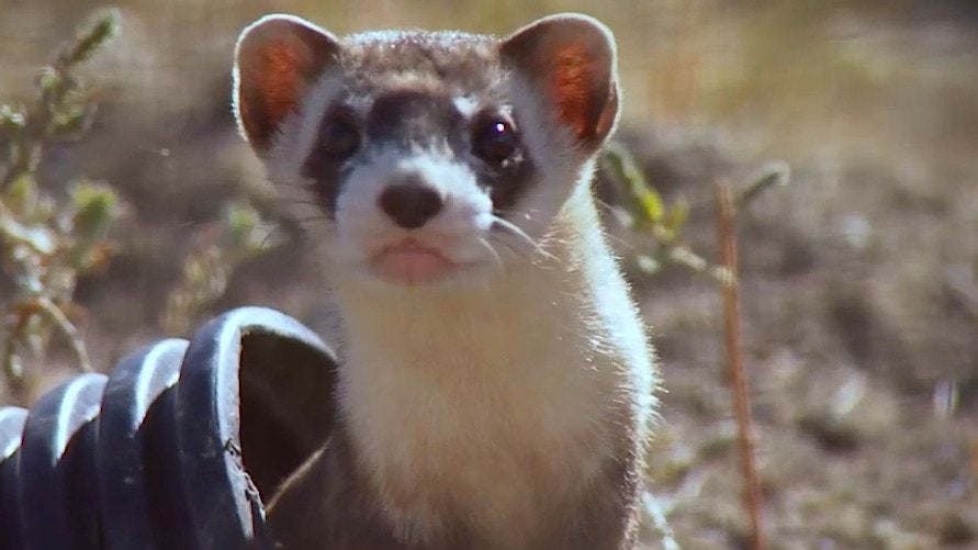 Endangered Ferrets Vaccinated Against Coronavirus