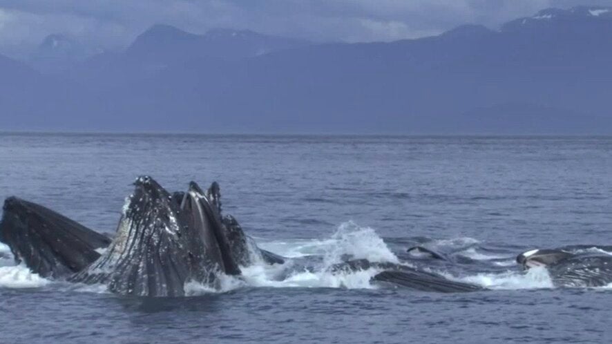 Thousands of Apples Float Down River After Flooding Wrecks Orchard