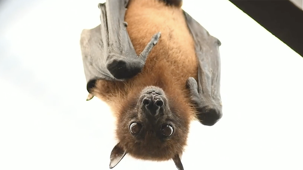 Halloween Bat Myths Debunked