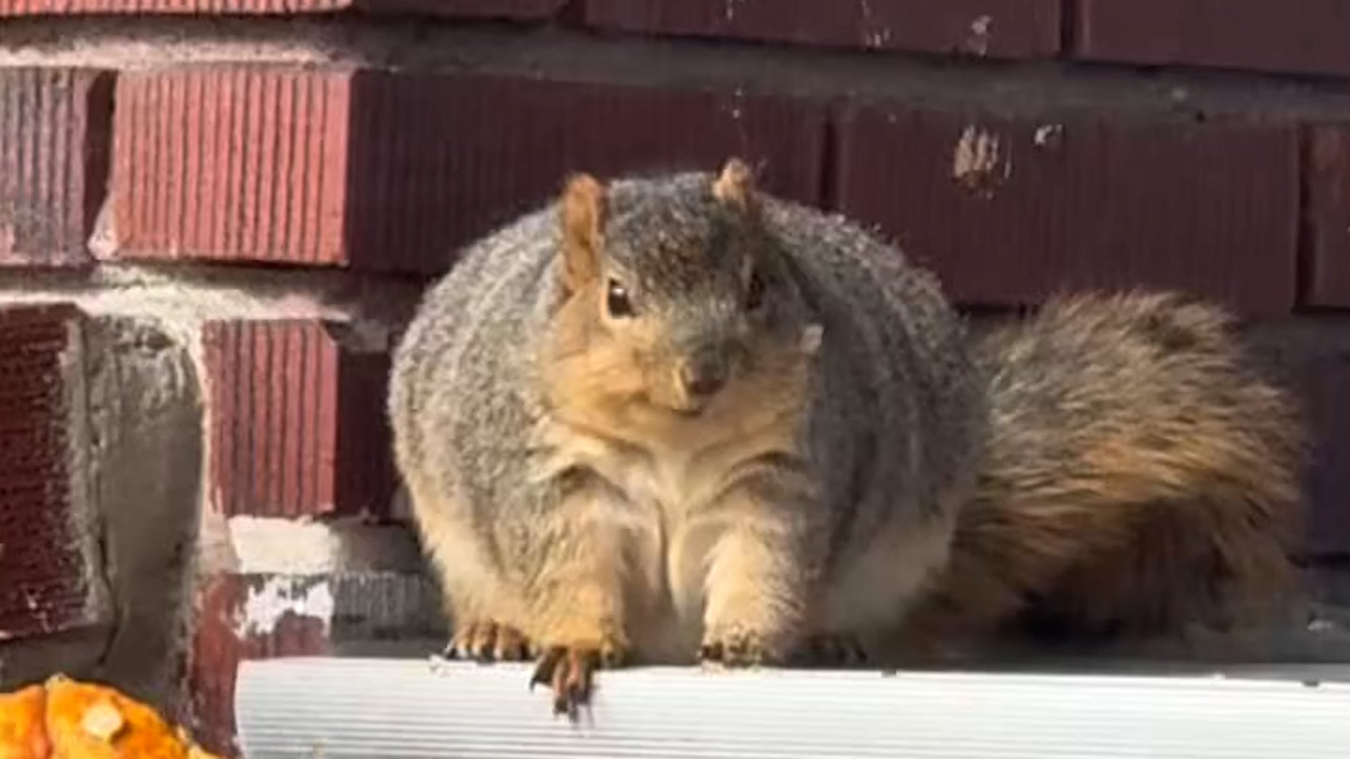 Morbidly Obese Squirrel Recently Moved Over From R fat Squirrel Hate Morbidly Obese Squirrel Recently Moved Over From R fat Squirrel Hate