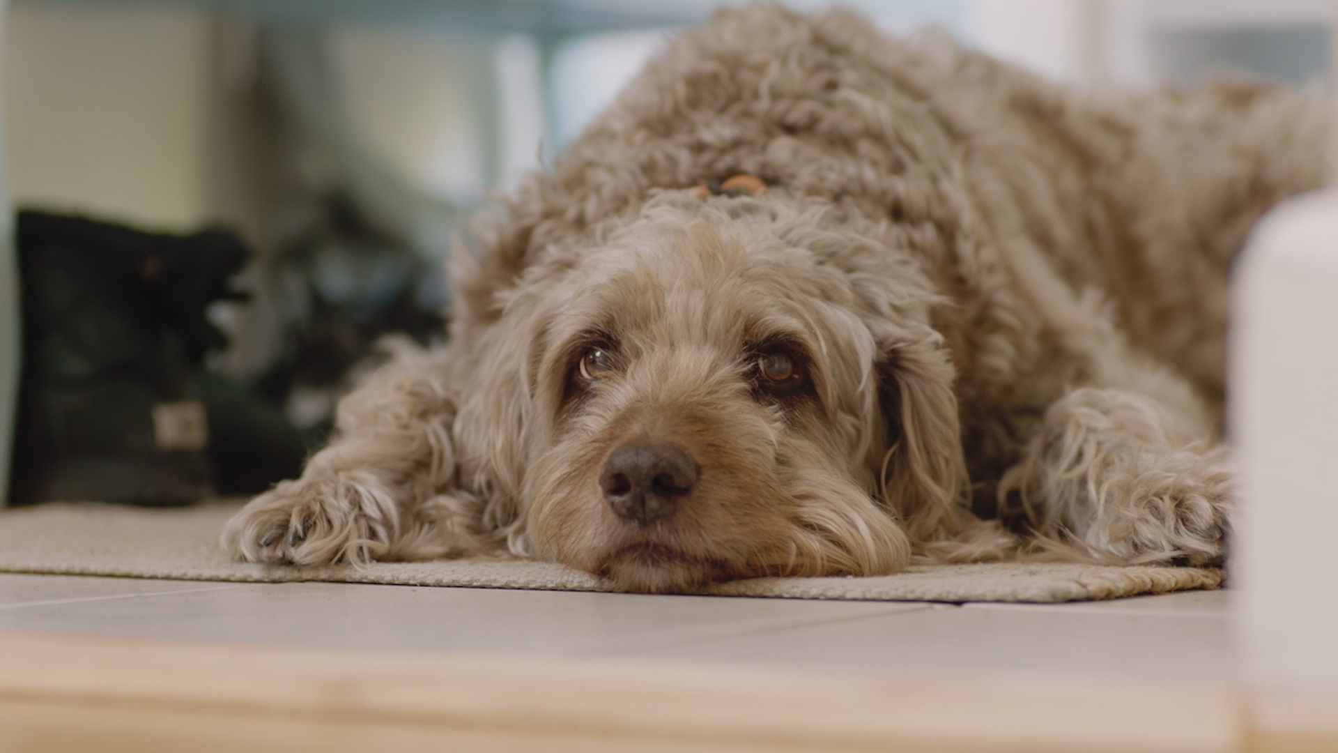 What You Need To Know About Mystery Canine Illness