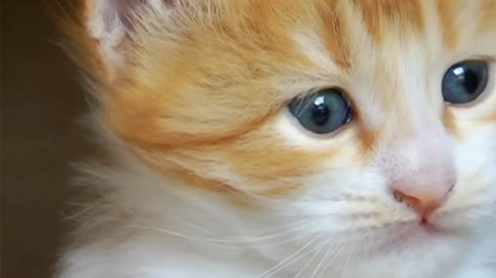 Best Place For Cats Is Indoors, New Research Finds