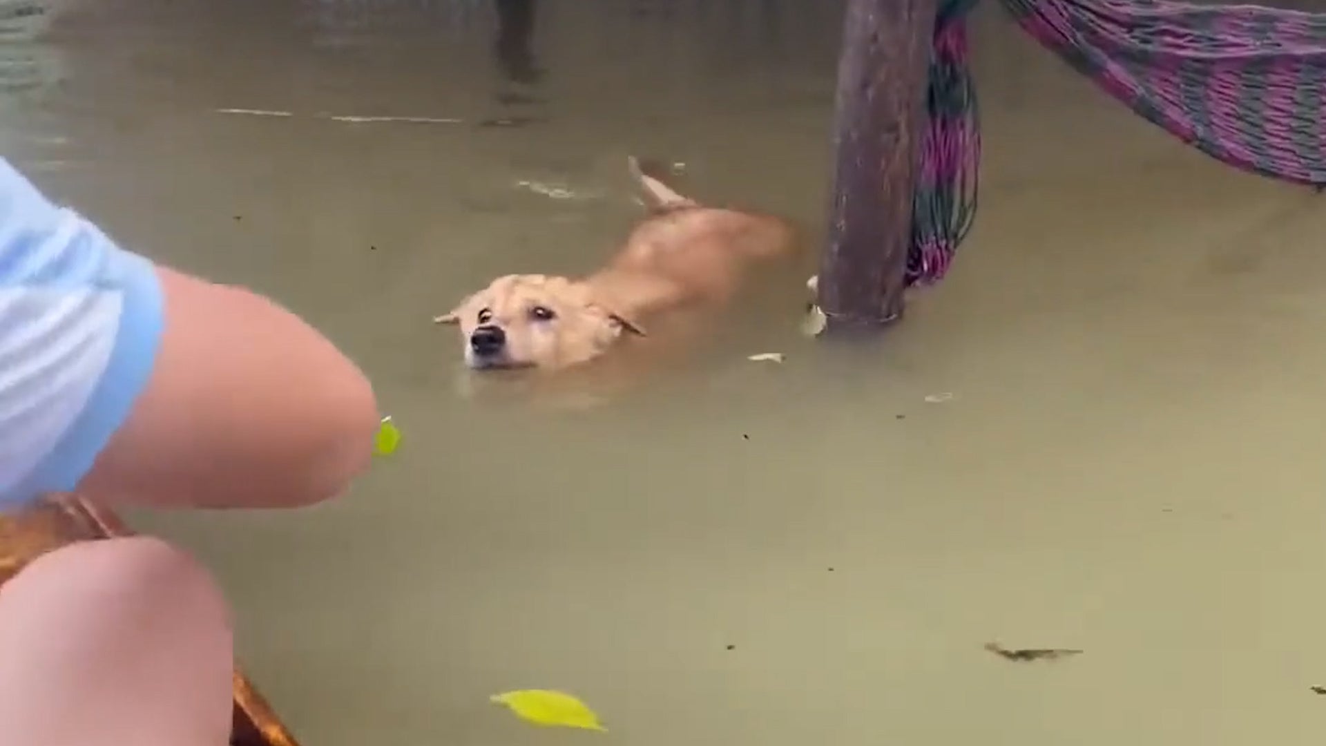 Dogs Rescued From Flooding In Heavy Rain-Hit Vietnam