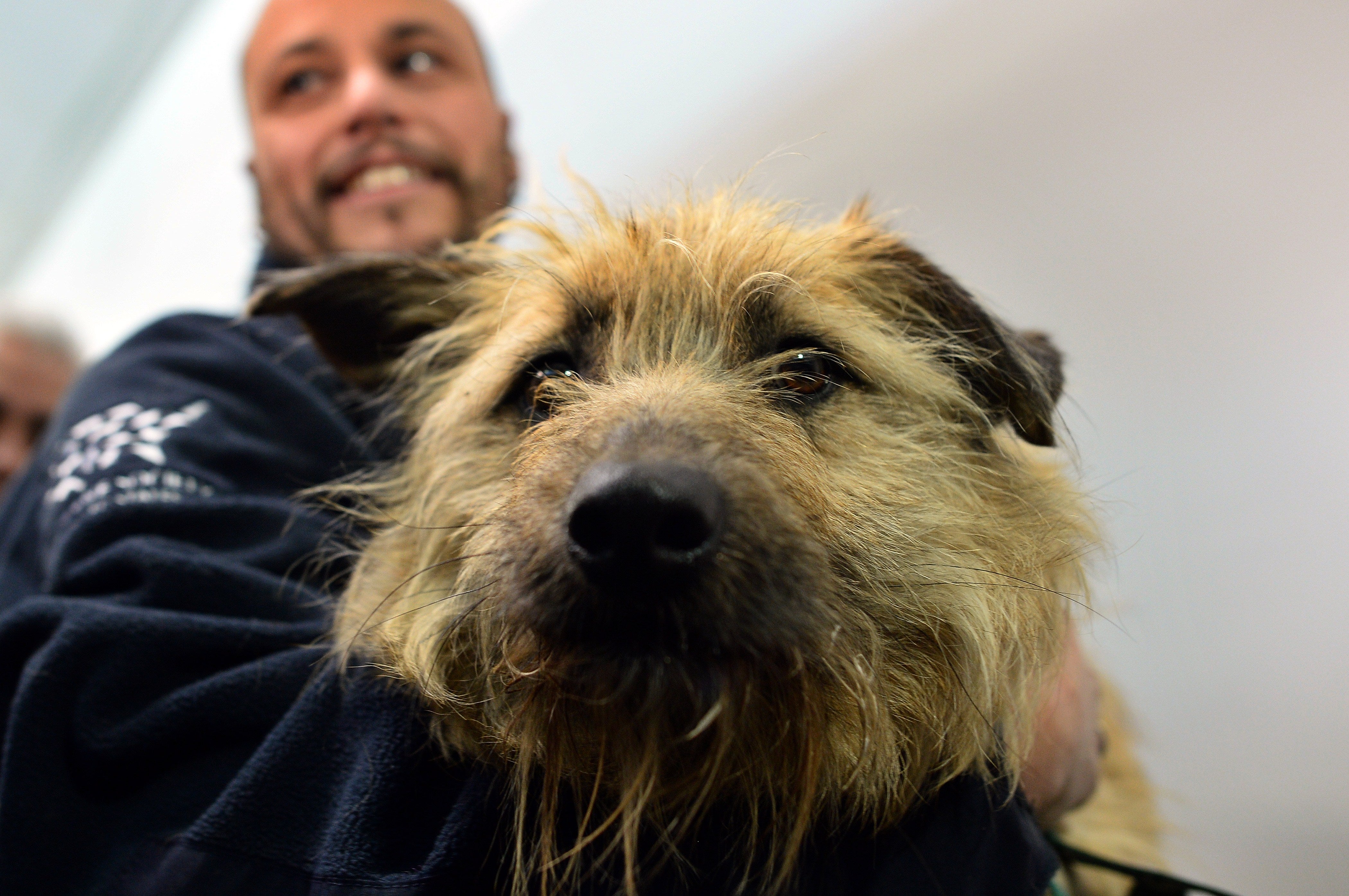 Adorable Stray Dogs from Sochi Arrive in US (PHOTOS)