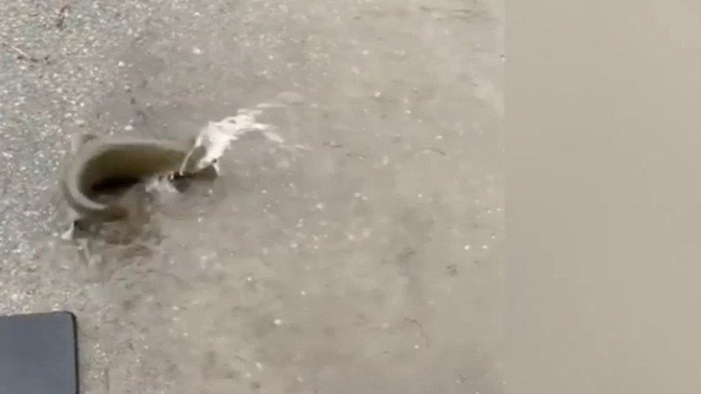 Salmon Swim Up Flooded Street Videos from The Weather Channel