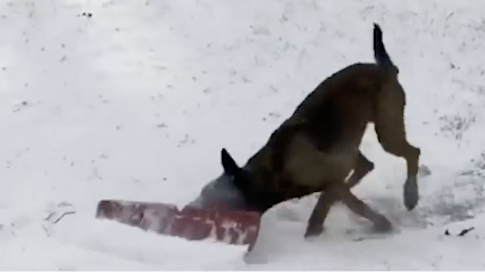 Police Dog Shovels Snow In Vermont