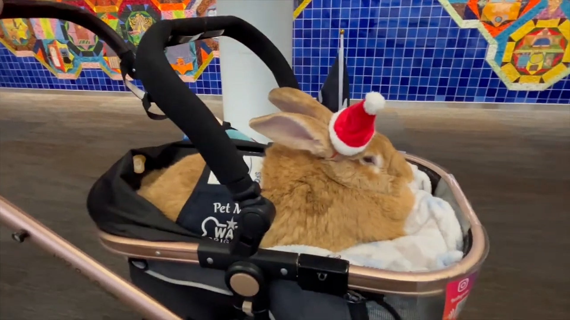 &lsquo;Wag Brigade&rsquo; Brings Pet Cuddles To Weary Travelers