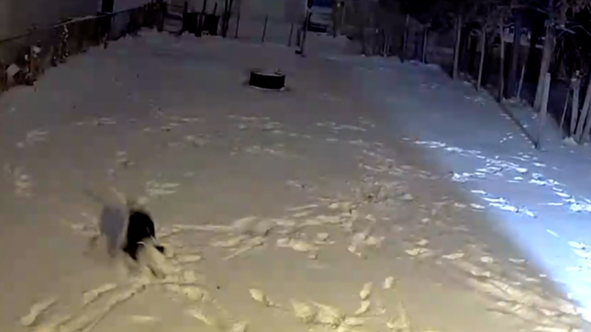 Dog Gets &lsquo;Zoomies&rsquo; On Nebraska White Christmas