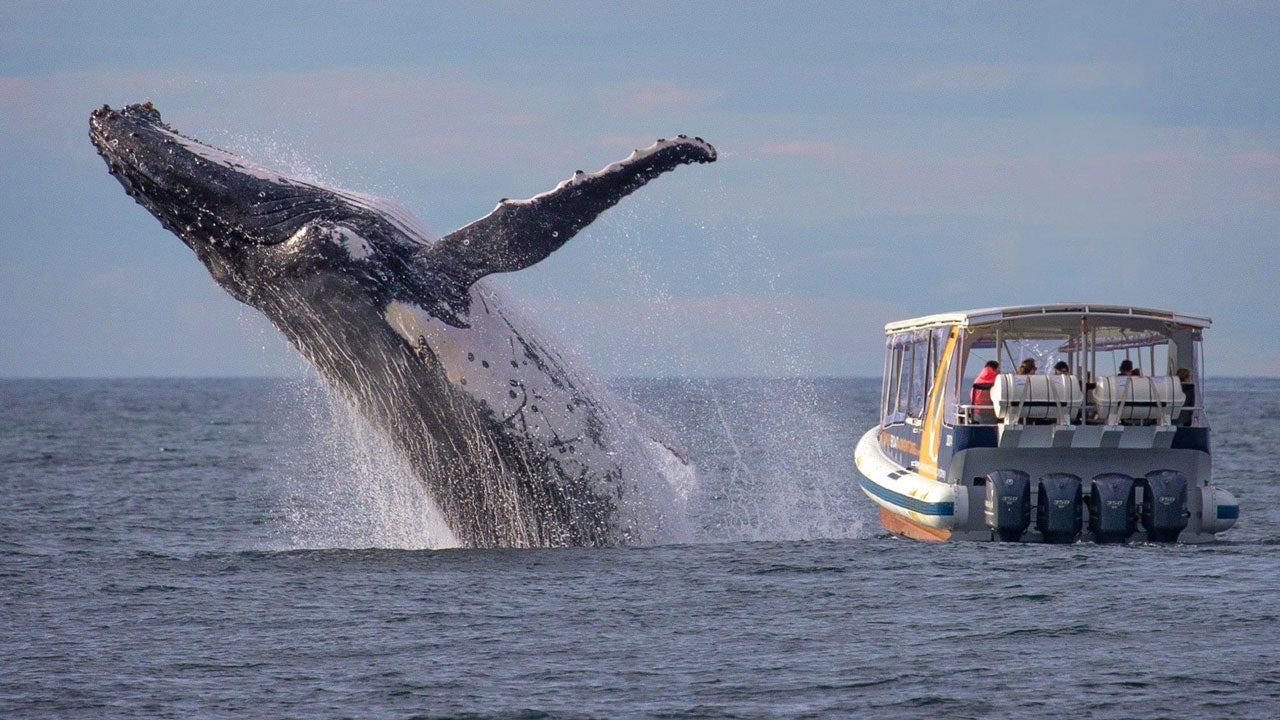 Whale Watchers Miss the Leap of a Lifetime Mere Feet Away from Their