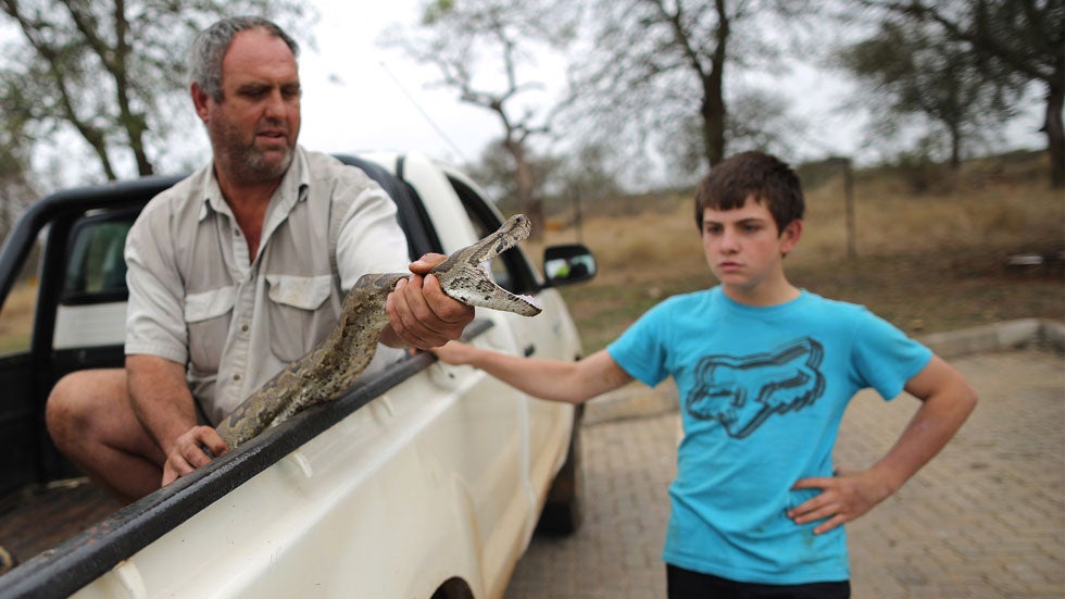 Rock Pythons May Be Florida's Latest Invasive Species | Weather.com