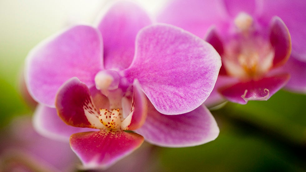 PHOTOS: Stunning Collection of Rare Orchids