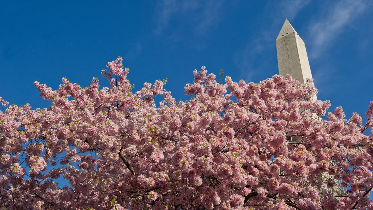 Cherry Blossoms Expected To Peak Early This Year in D.C. 